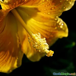 Berg-Tofu mit Hibiskusblüten und rubinrote Glasur